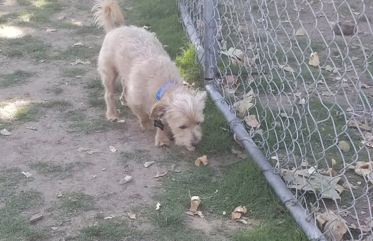 Scout, a Poodle (Small) and Shih Tzu mix tested with EmbarkVet.com