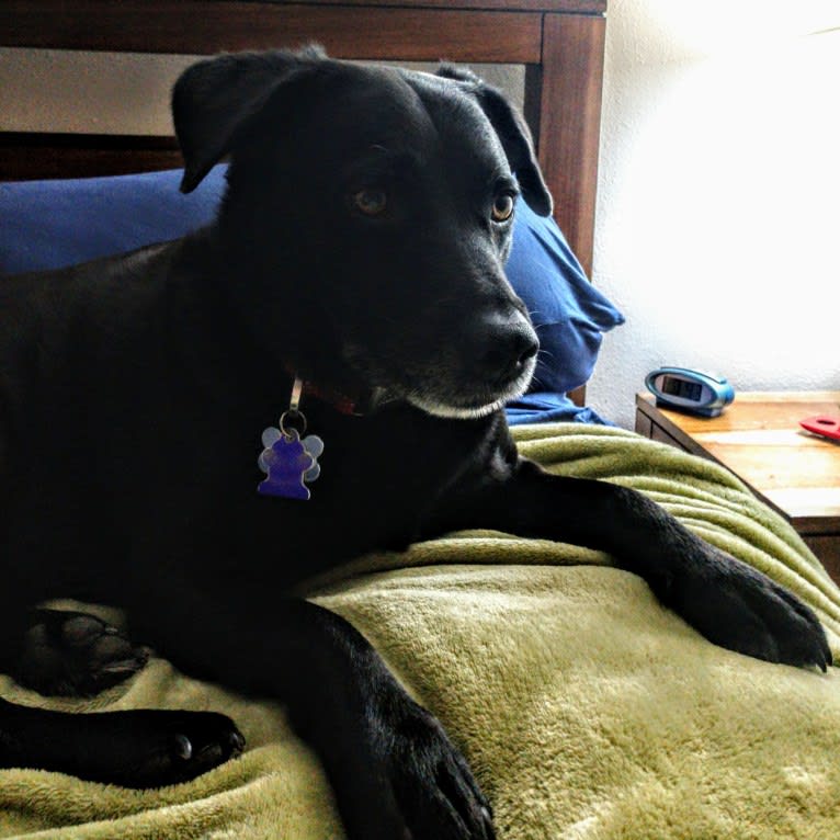 Nulty, a German Shepherd Dog and Miniature Pinscher mix tested with EmbarkVet.com