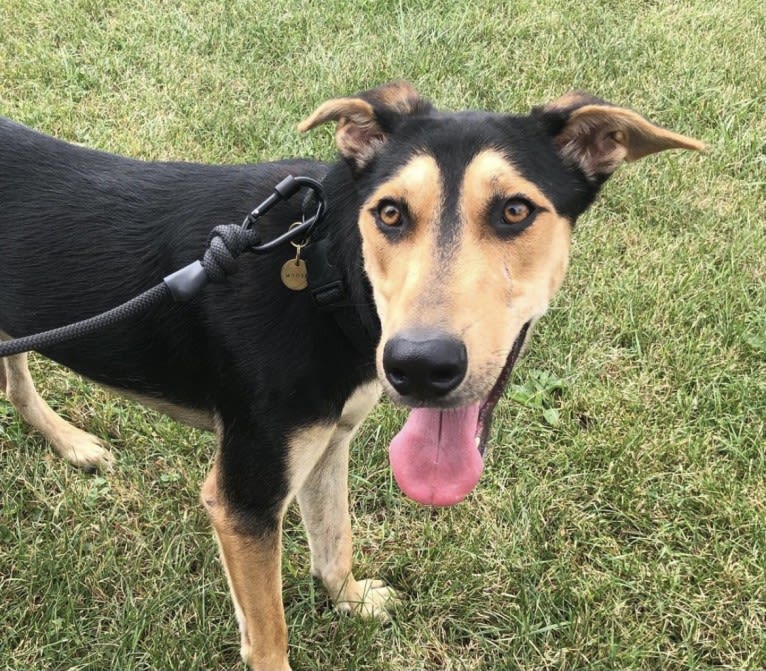 Moose, a West Asian Village Dog tested with EmbarkVet.com