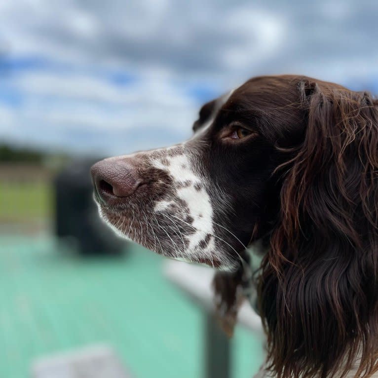 Mila D'Arthémis, a French Spaniel tested with EmbarkVet.com