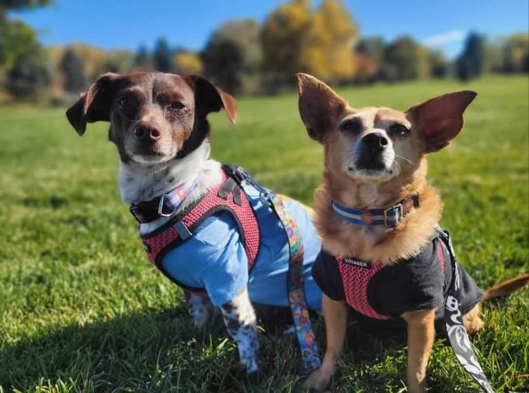 Zero, a Chihuahua and Yorkshire Terrier mix tested with EmbarkVet.com