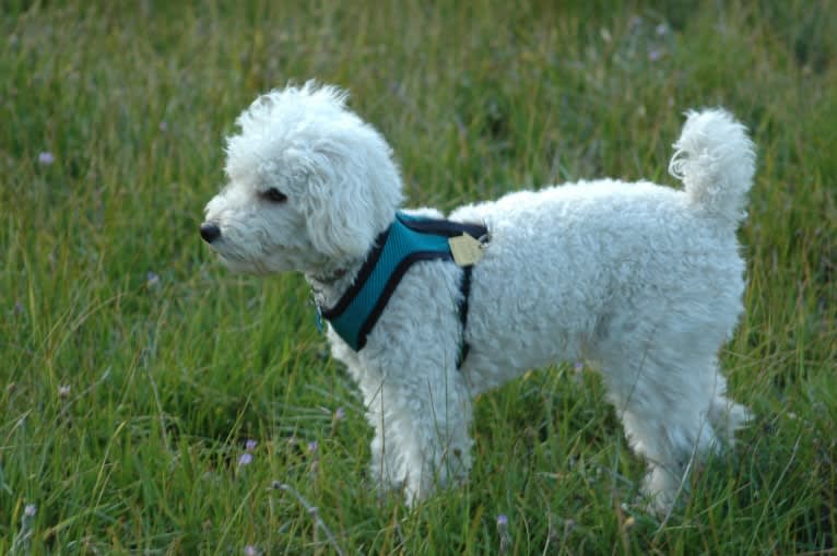 Ducky, a Poodle (Small) tested with EmbarkVet.com