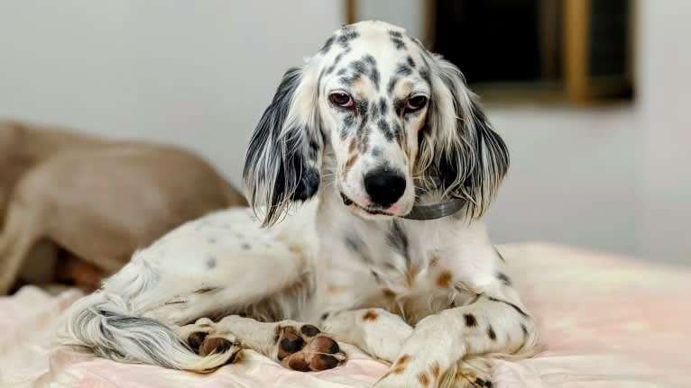 Molly, an English Setter tested with EmbarkVet.com