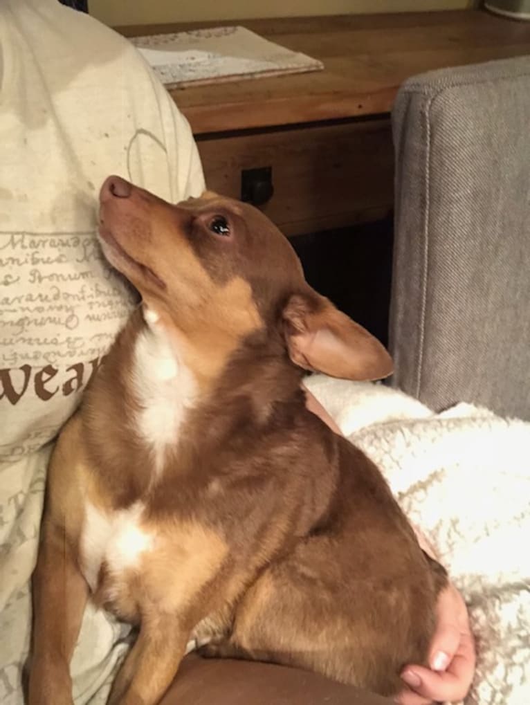 Goji, a Chihuahua tested with EmbarkVet.com