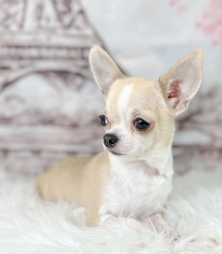 Mila, a Chihuahua tested with EmbarkVet.com