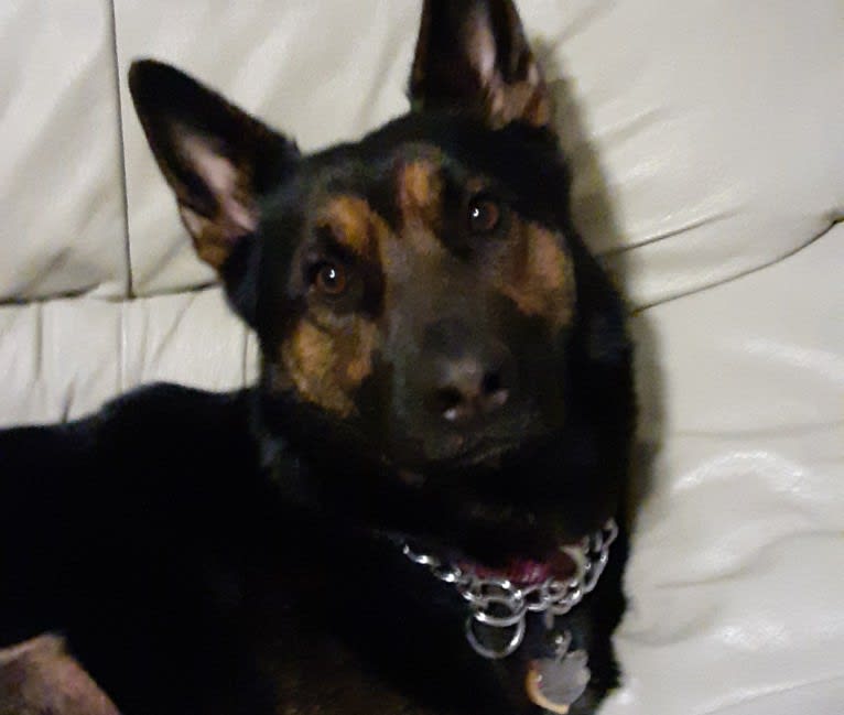 Petra, a German Shepherd Dog and Australian Cattle Dog mix tested with EmbarkVet.com