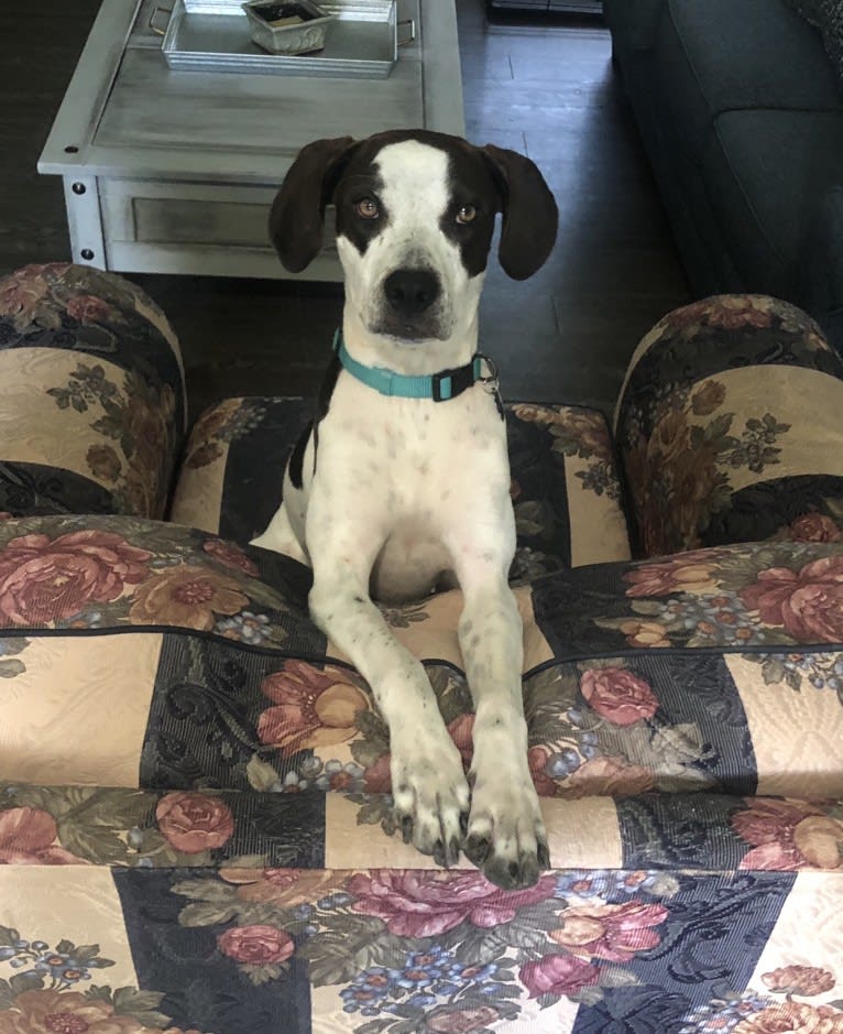 Millie, an American Pit Bull Terrier and Treeing Walker Coonhound mix tested with EmbarkVet.com