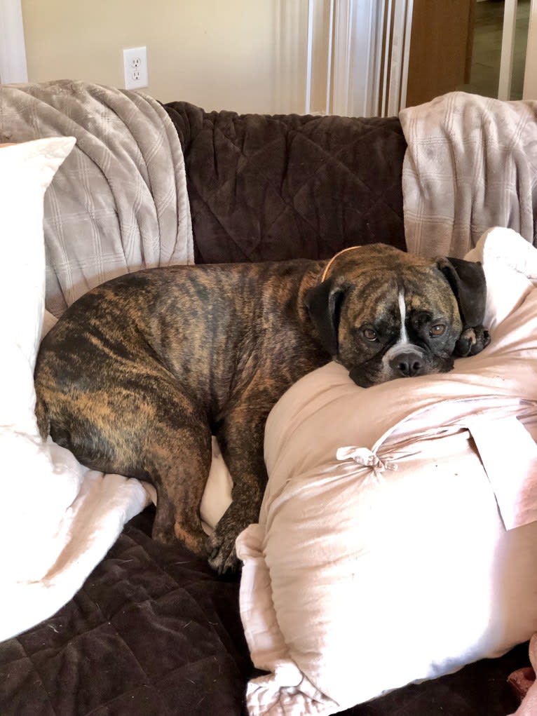 Monty, a Bulldog and American Bulldog mix tested with EmbarkVet.com