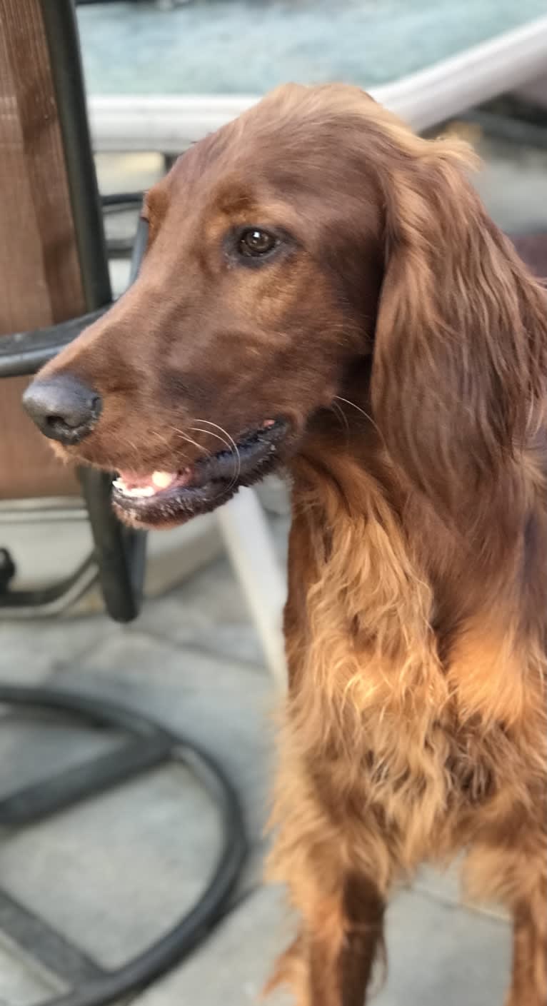 Ralphie, an Irish Setter tested with EmbarkVet.com