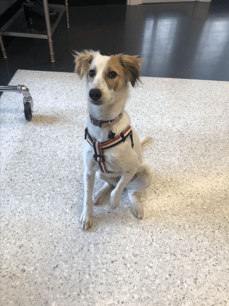 Carrot, a South Asian Village Dog tested with EmbarkVet.com