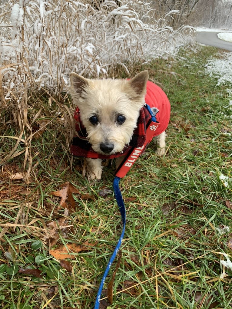 Lola, a Cairn Terrier tested with EmbarkVet.com