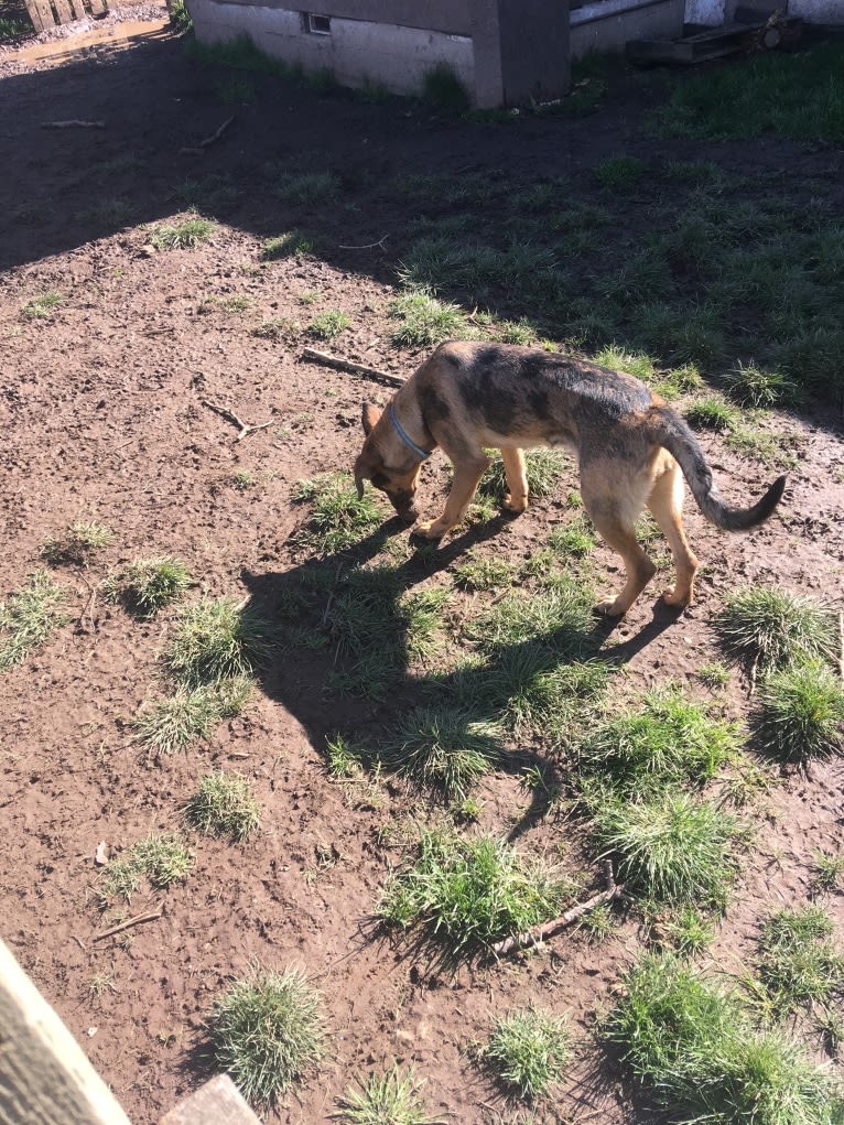 Tsunami (Sue), a Catahoula Leopard Dog and German Shepherd Dog mix tested with EmbarkVet.com