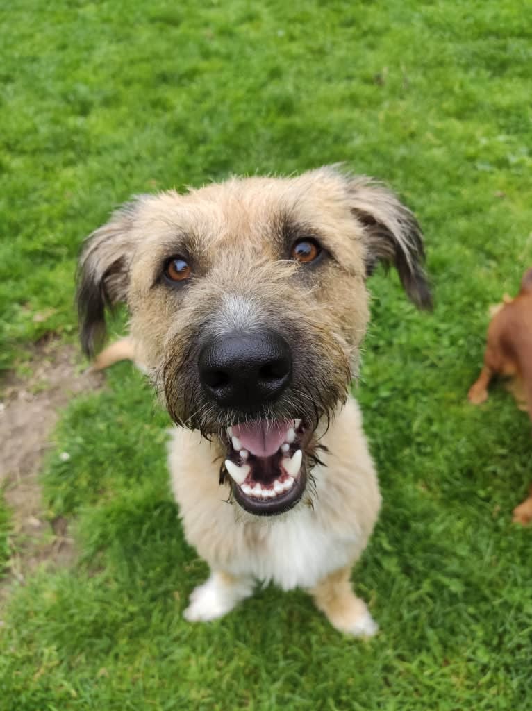 Billy, a German Shepherd Dog and American Pit Bull Terrier mix tested with EmbarkVet.com