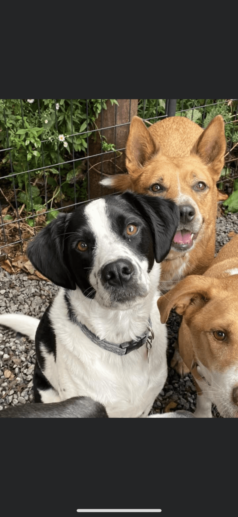 Ralph, a Golden Retriever and American Pit Bull Terrier mix tested with EmbarkVet.com