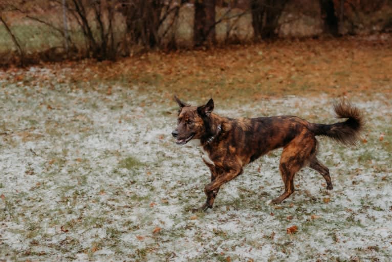 Cori, an American Pit Bull Terrier and Boxer mix tested with EmbarkVet.com