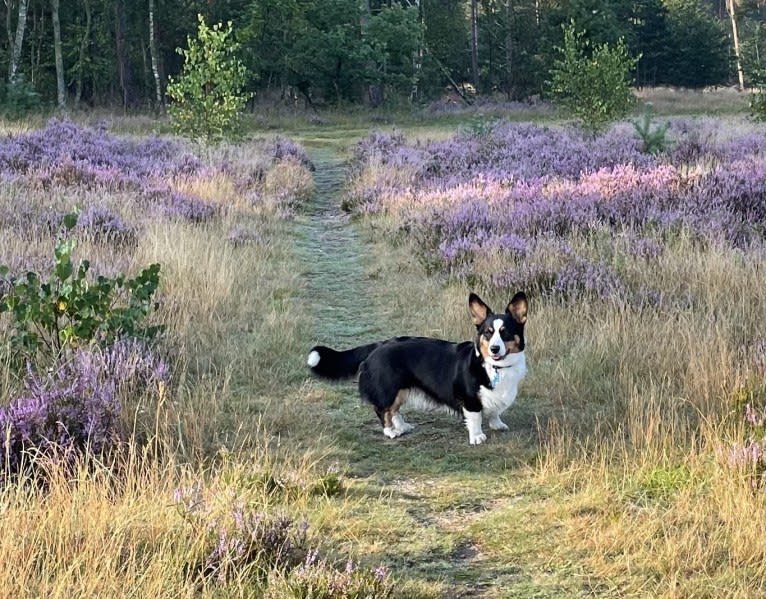 Welshjewels Idol’s Eye, a Cardigan Welsh Corgi tested with EmbarkVet.com