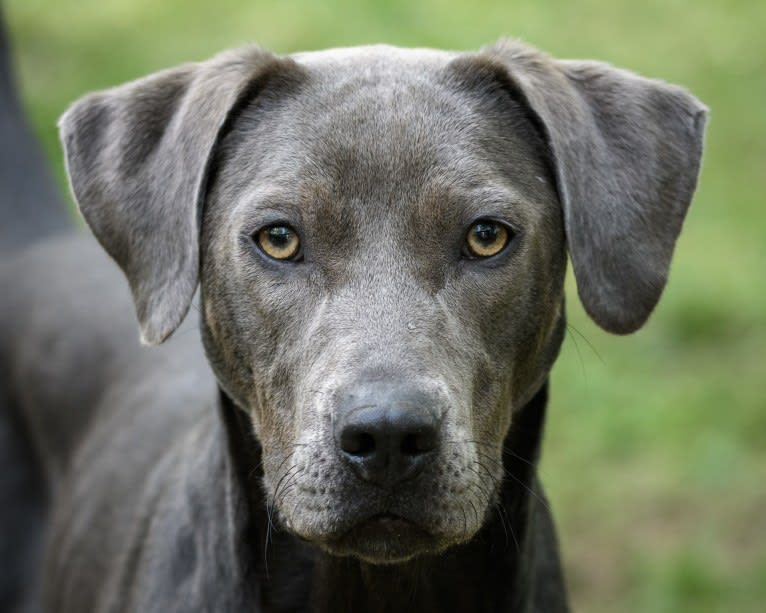 Sophie, a Labrador Retriever and American Pit Bull Terrier mix tested with EmbarkVet.com