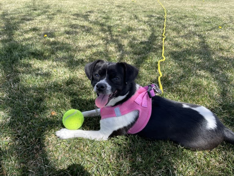 Cleo, a Chihuahua and Shih Tzu mix tested with EmbarkVet.com