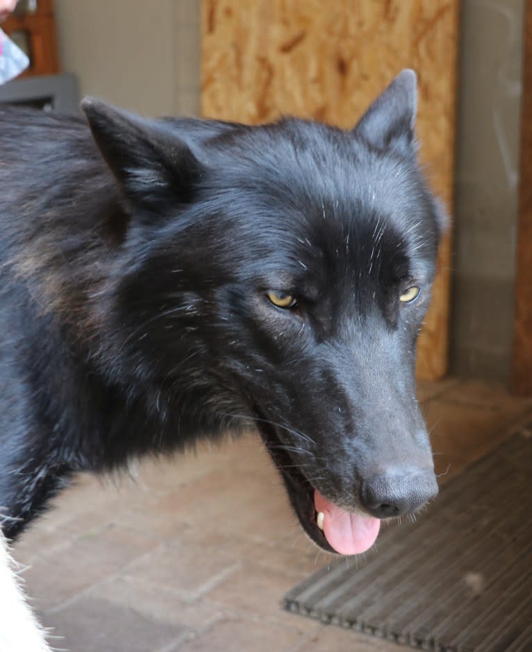 Aric Siouxtala a dog tested with EmbarkVet.com