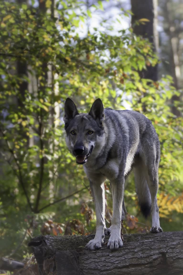 Alvar, a Czechoslovakian Vlcak tested with EmbarkVet.com