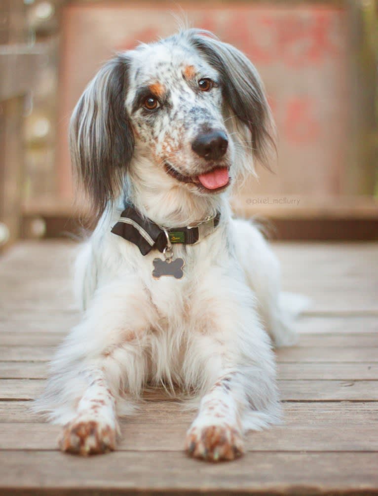 Pixel Terrence McFlurry, an English Cocker Spaniel and Australian Cattle Dog mix tested with EmbarkVet.com