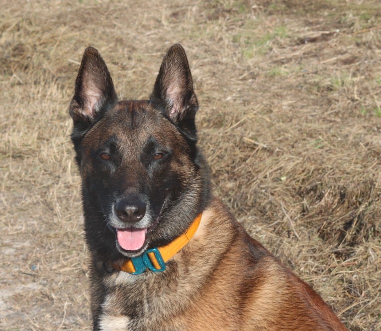 MATTES, a Belgian Shepherd tested with EmbarkVet.com