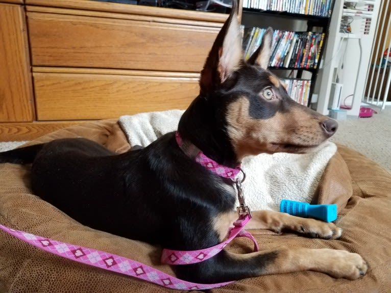 Mercy, an Australian Kelpie tested with EmbarkVet.com