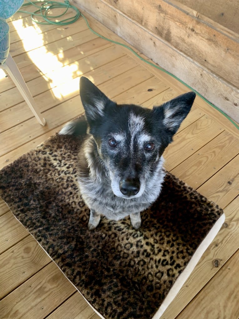 JAMY, an Australian Cattle Dog and Border Collie mix tested with EmbarkVet.com