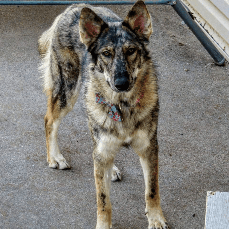 Riley, a German Shepherd Dog and Siberian Husky mix tested with EmbarkVet.com