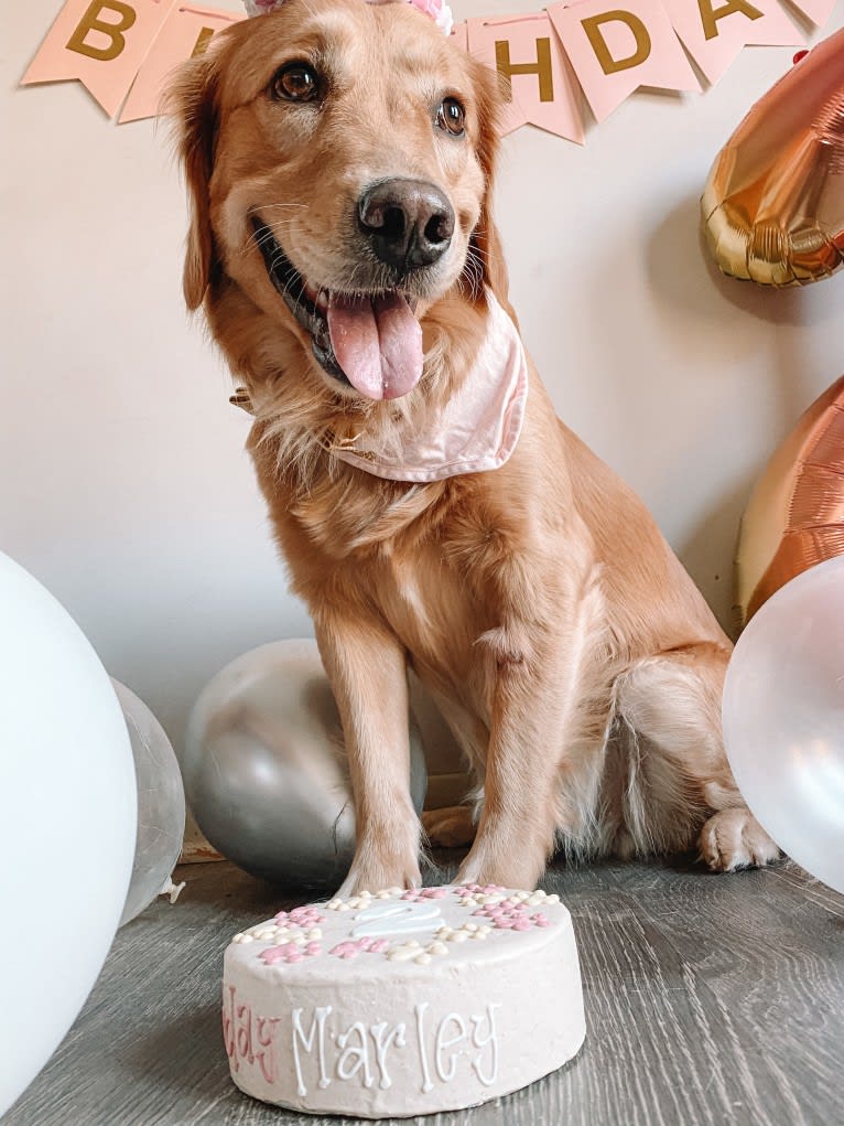 Marley, a Golden Retriever tested with EmbarkVet.com