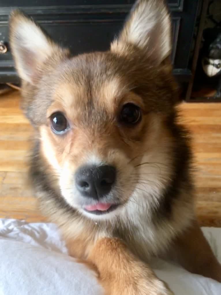 Annabelle, a Pembroke Welsh Corgi and Pomeranian mix tested with EmbarkVet.com