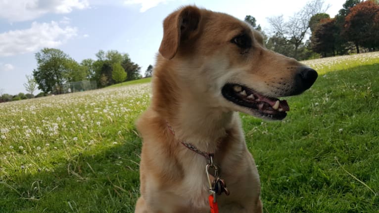 Chloe, a Beagle and German Shepherd Dog mix tested with EmbarkVet.com