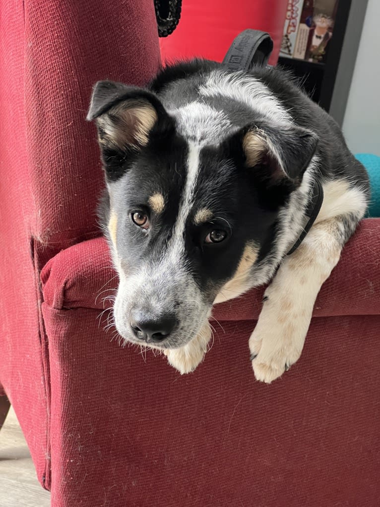 Charlie, a Siberian Husky and Australian Cattle Dog mix tested with EmbarkVet.com
