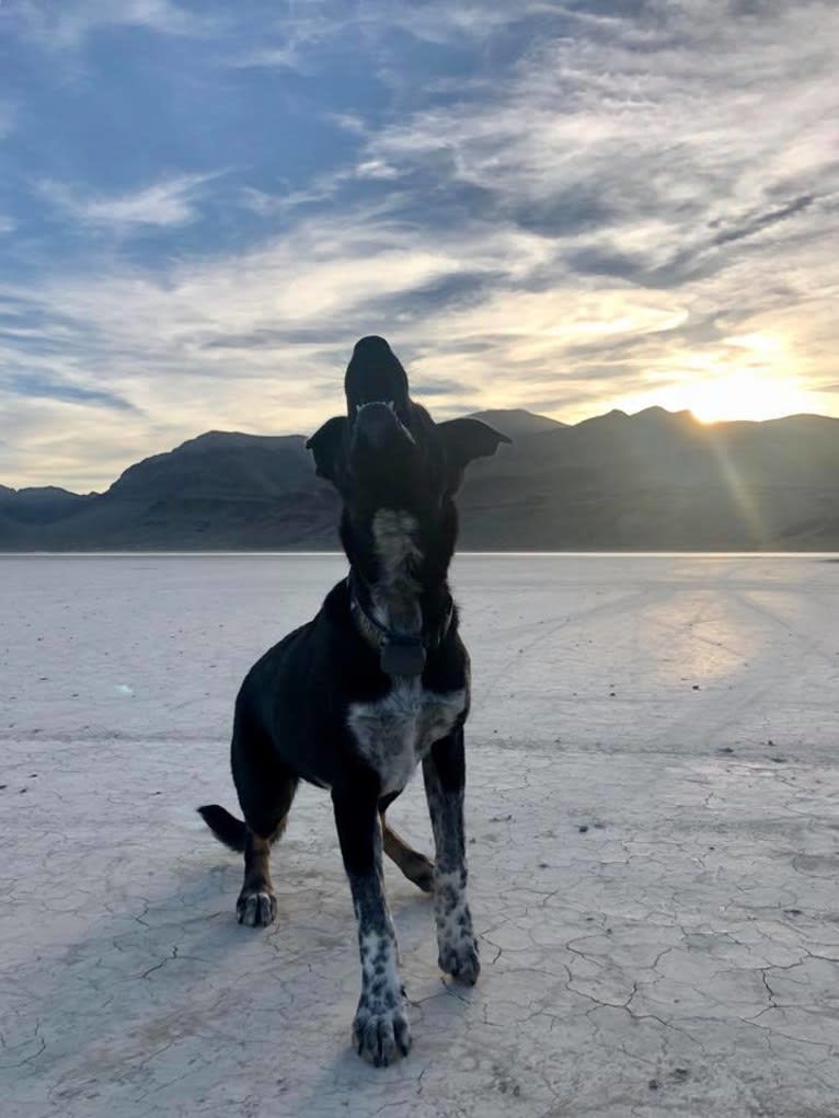 Zeeki, a Border Collie and Chinese Shar-Pei mix tested with EmbarkVet.com