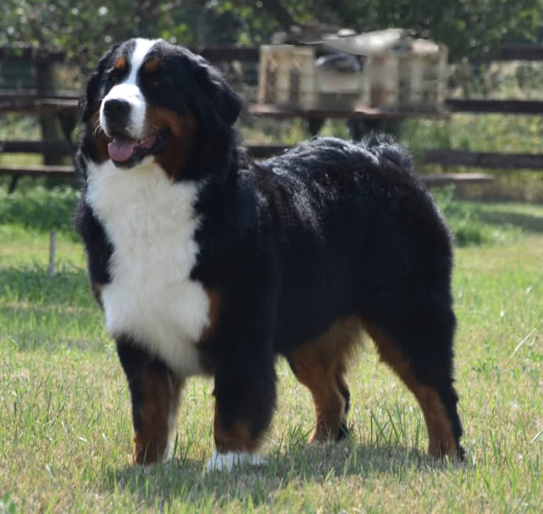 Elsa, a Bernese Mountain Dog tested with EmbarkVet.com