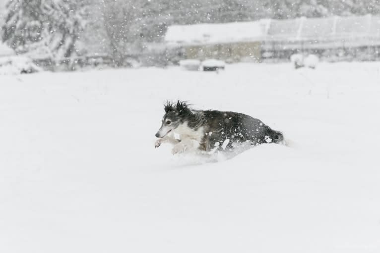 Kira, a Silken Windhound tested with EmbarkVet.com