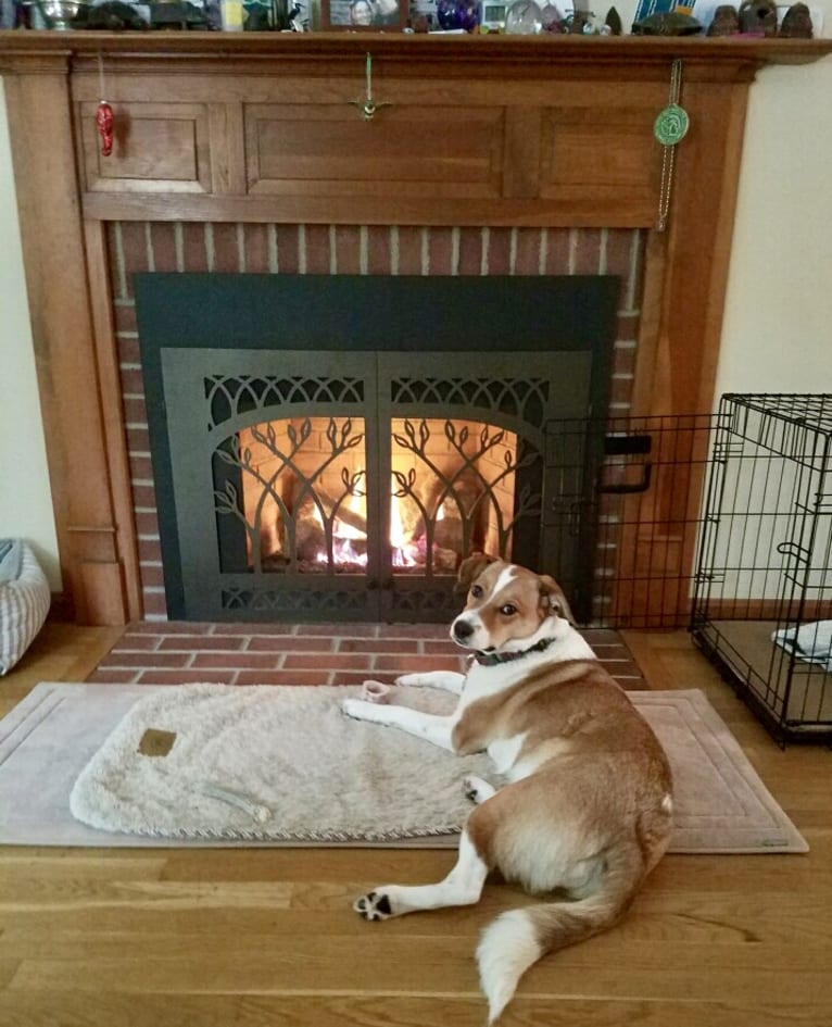 Mabel, an Australian Cattle Dog and Chow Chow mix tested with EmbarkVet.com