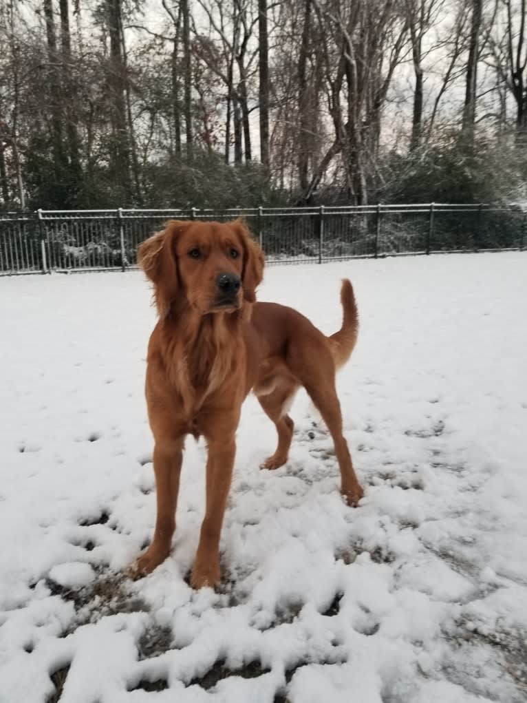 Ron, a Golden Retriever tested with EmbarkVet.com