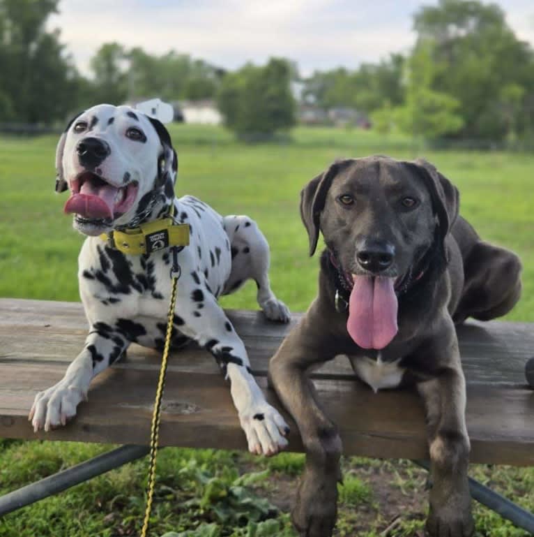 Wendigo "Wendi", a Weimaraner and German Shepherd Dog mix tested with EmbarkVet.com