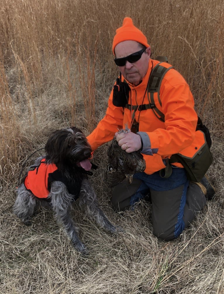 Max, a Wirehaired Pointing Griffon tested with EmbarkVet.com