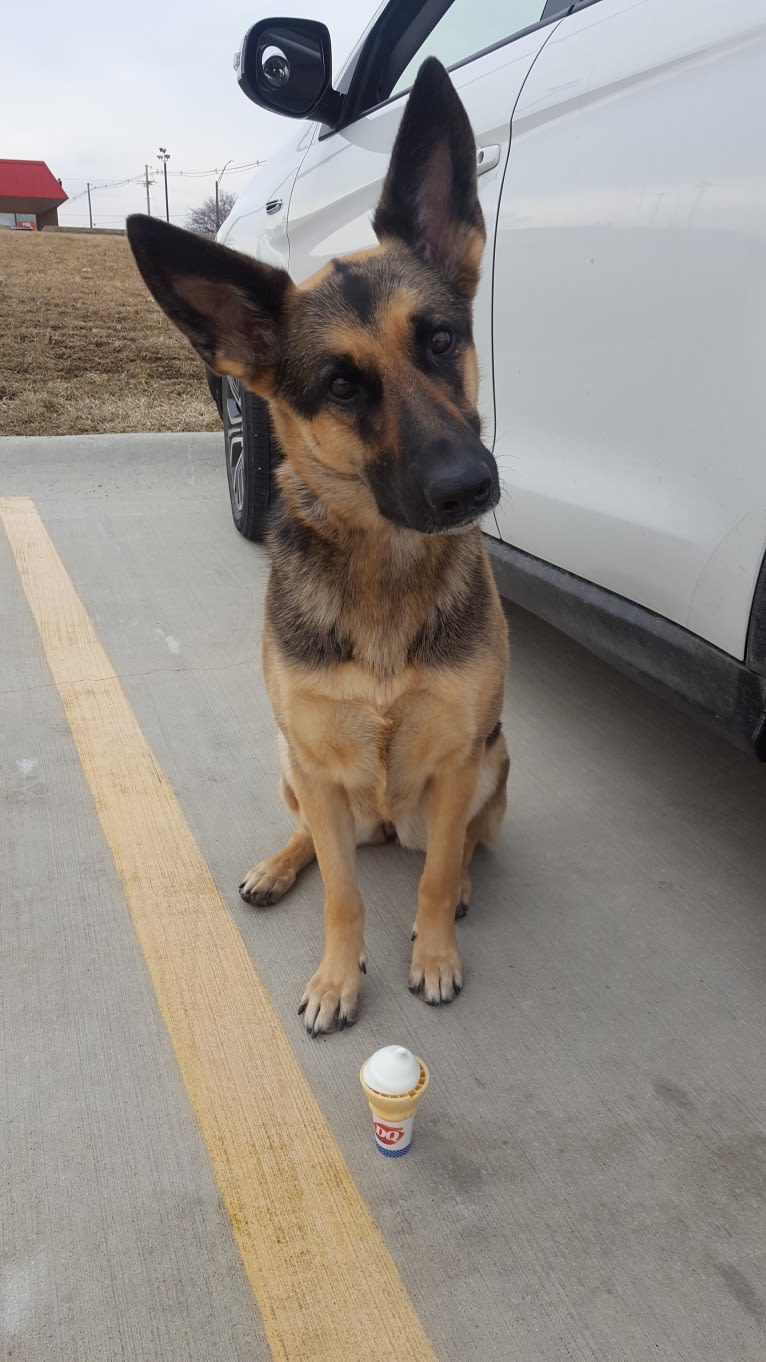 Ava Lynch, a German Shepherd Dog tested with EmbarkVet.com