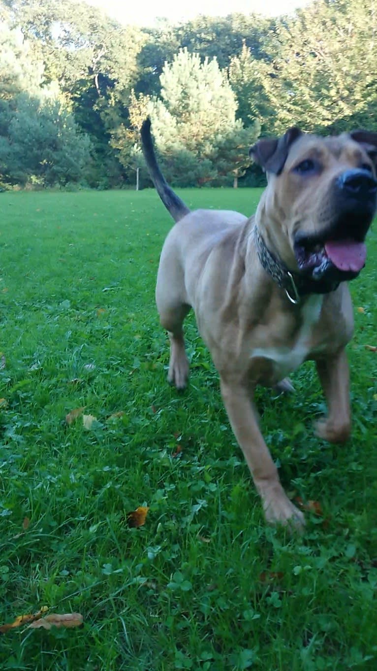 Niyah, an American Bulldog and American Pit Bull Terrier mix tested with EmbarkVet.com