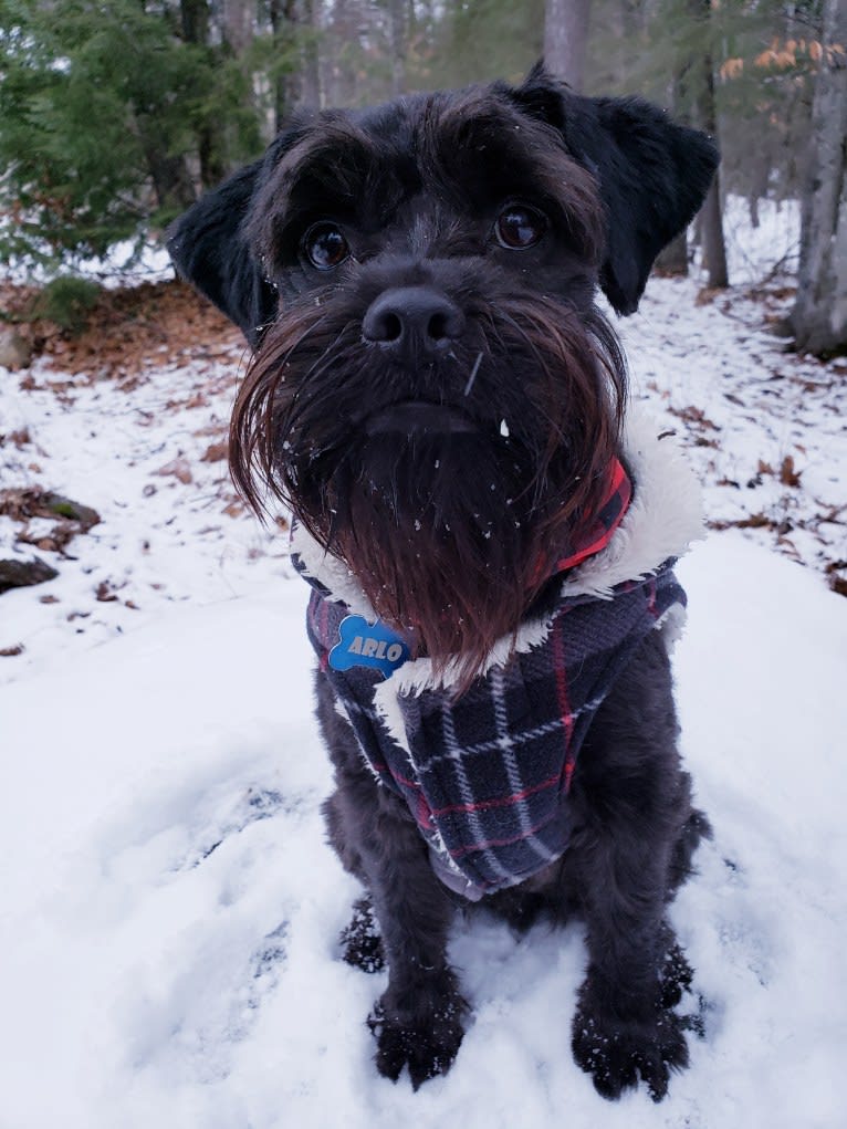 Arlo, a Yorkshire Terrier and Chihuahua mix tested with EmbarkVet.com