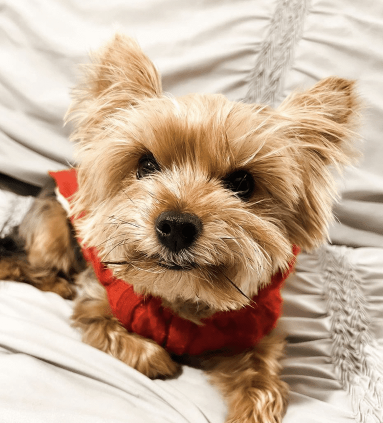 Benny, a Yorkshire Terrier tested with EmbarkVet.com