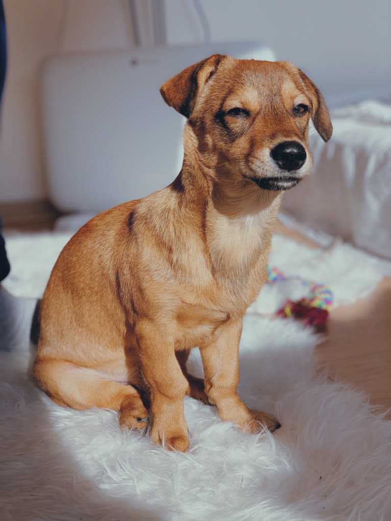 Terp, an East Asian Village Dog and Dachshund mix tested with EmbarkVet.com