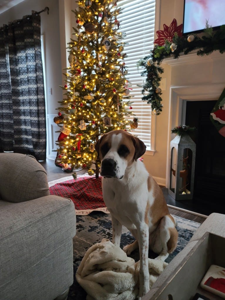 Peaches, a Saint Bernard and American Pit Bull Terrier mix tested with EmbarkVet.com