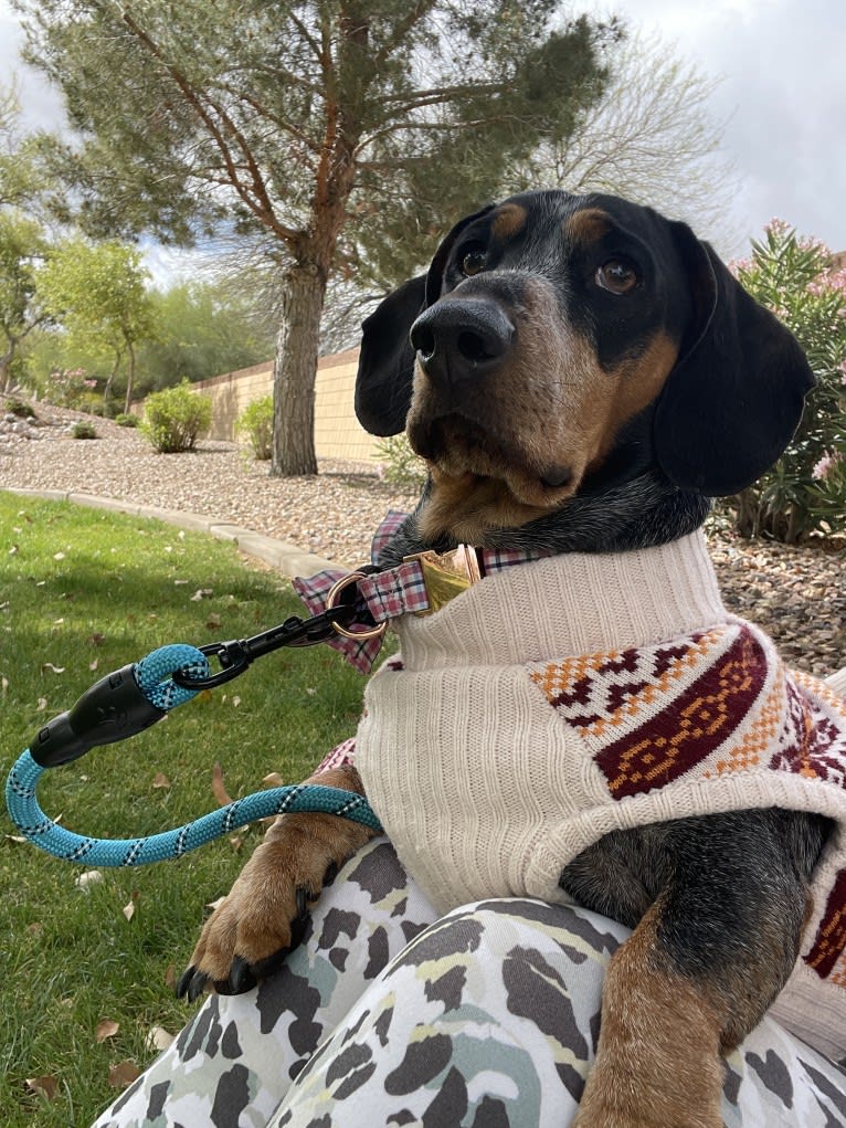 Kingston Stanley Rose, a Dachshund and Basset Hound mix tested with EmbarkVet.com