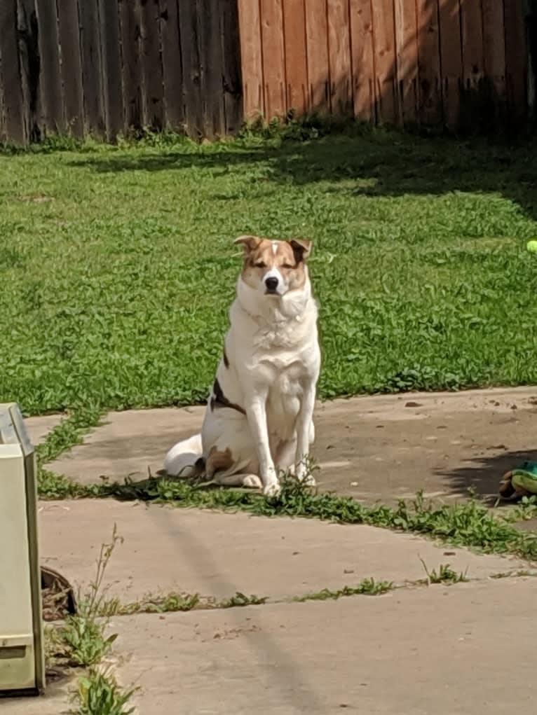 Kiba, a Jindo and German Shepherd Dog mix tested with EmbarkVet.com