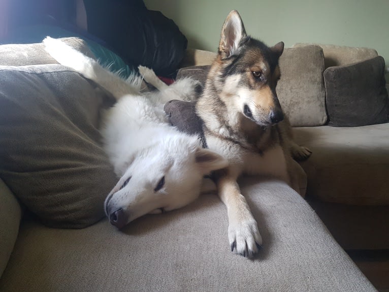 Kalen, a German Shepherd Dog and Siberian Husky mix tested with EmbarkVet.com