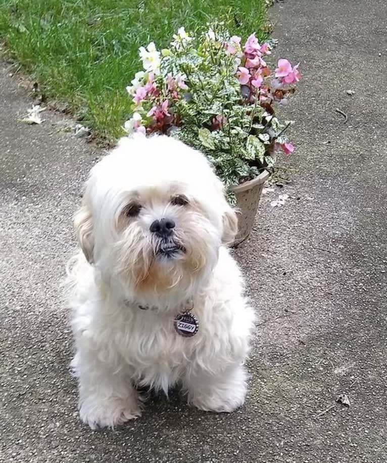 Ziggy Stardust, a Lhasa Apso and Shih Tzu mix tested with EmbarkVet.com